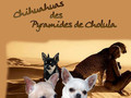 Chihuahuas des pyramides de Cholula